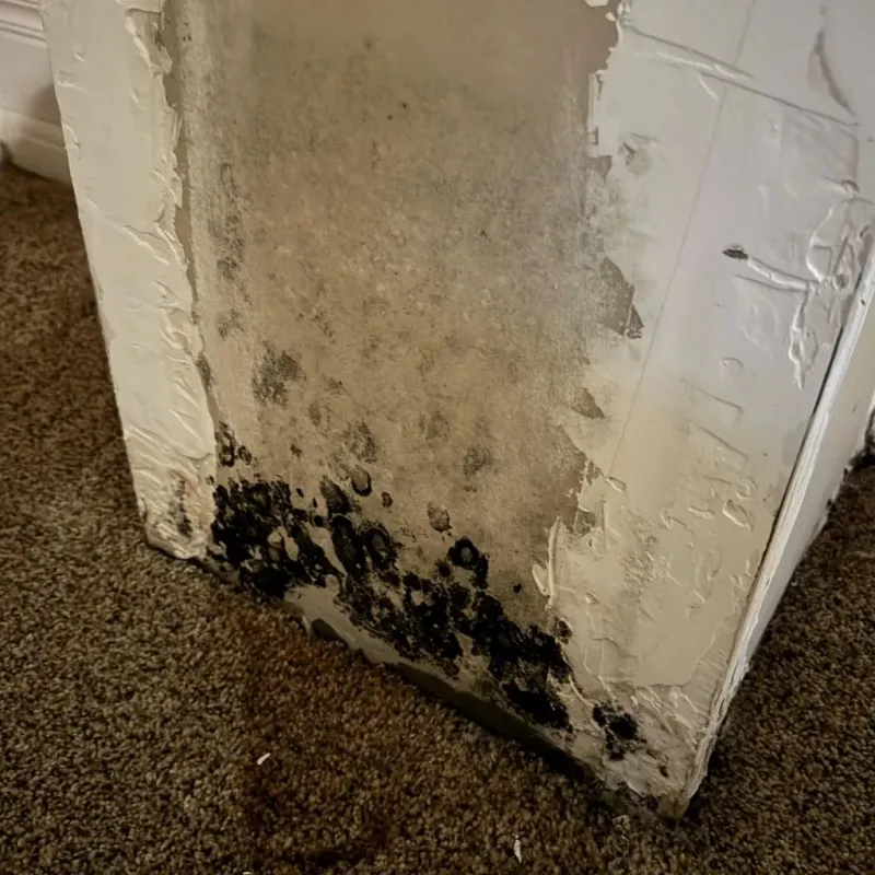 Professional Mold Removal in Oak Ridge North, TX